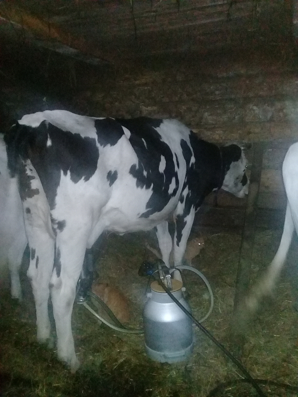 Фото 3 - Разведение молочного скота и производство молока
